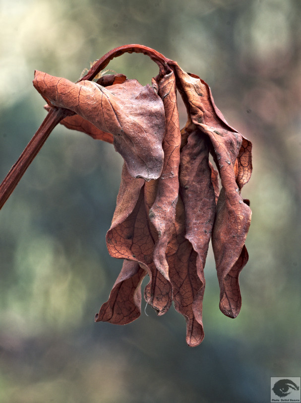  DH23387 welke Blumen